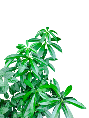 Yeşil ağaç gövdesinin bir dalı, şeffaf arkaplan üzerinde yaprağı olan yeşil bitki dalı,