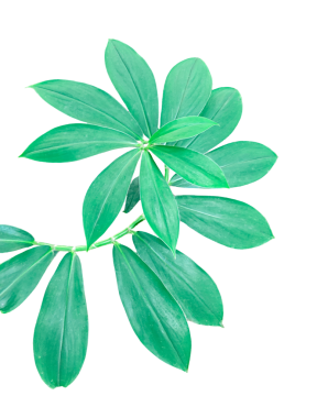 yeşil Cheilocostus bitki yaprakları şeffaf arkaplanda izole, yeşil bitki şeffaf arkaplanda,