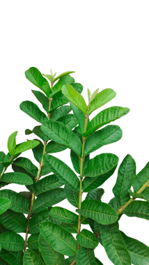 Yaprakları olan yeşil bir yaprak, yeşil yaprakları olan yeşil bir guava bitkisi, yeşil yapraklı bir bitki.