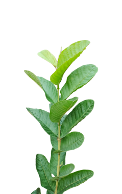 Yaprakları olan yeşil bir yaprak, yeşil yaprakları olan yeşil bir guava bitkisi, yeşil yapraklı bir bitki.