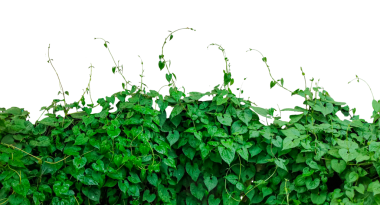 Şeffaf arkaplanda bir sıra yeşil bitki, yeşil yapraklı bir çalı, yeşil bir sarmaşık bitkisi.