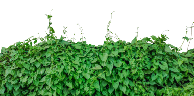 Şeffaf arkaplanda bir sıra yeşil bitki, yeşil yapraklı bir çalı, yeşil bir sarmaşık bitkisi.