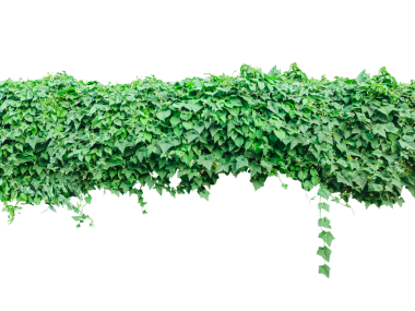 Duvarda büyüyen yeşil bir bitki, kuantum sarmaşığı olduğunu söyleyen yeşil bir sarmaşık.,