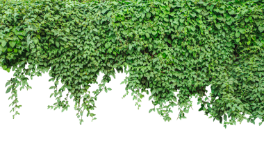 Yeşil sarmaşık yapraklı arka plan, yeşil sarmaşık bitkisi png arka planda, yeşil sarmaşık bitkisi