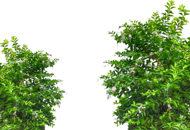 Yeşil yapraklı ve çiçekli iki ağaç, yeşil çimen kenarı, yeşil çimen kenarı, çerçeve için beyaz alanı olan yeşil sarmaşık çerçeve, yeşil kenarlı yeşil ağaçlar çizilir