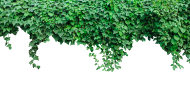 Yeşil sarmaşık yapraklı arka plan, yeşil sarmaşık bitkisi png arka planda, yeşil sarmaşık bitkisi