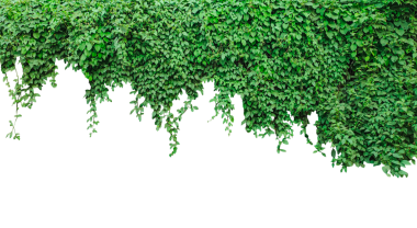 Yeşil sarmaşık yapraklı arka plan, yeşil sarmaşık bitkisi png arka planda, yeşil sarmaşık bitkisi
