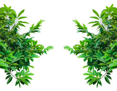 Beyaz arka planda izole edilmiş muhallebi ağacı dalı, yeşil yapraklı çerçeve, taze yapraklı çalılık, şeffaf arka planda yeşil yapraklı bir bitki.,