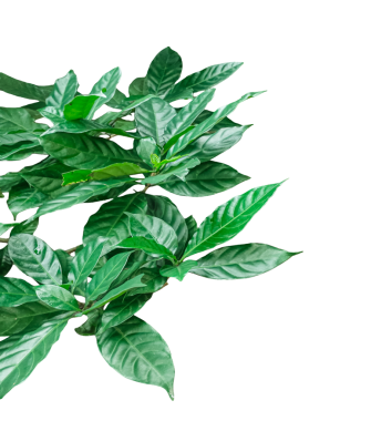 Üzerinde yapraklar olan bir dalda yeşil yapraklar, şeffaf çerçeveler bırakır,