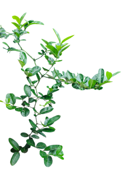 Çerçevesi şeffaf arkaplanda, yeşil yaprakları yalıtılmış bir dalda yeşil bitki