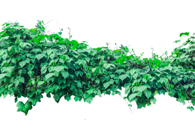 Şeffaf arka planda yaprakları olan yeşil bir bitki, duvarda yeşil yapraklar, duvarda yeşil sarmaşık yaprakları,