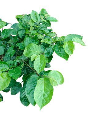 Yeşil yaprak çerçevesi, taze yapraklar... Yapraklar izole edilmiş çalılar, şeffaf bir arkaplanda yeşil yapraklı bir bitki...,