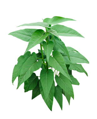 Şeffaf arkaplanda yeşil yapraklı bir bitki.