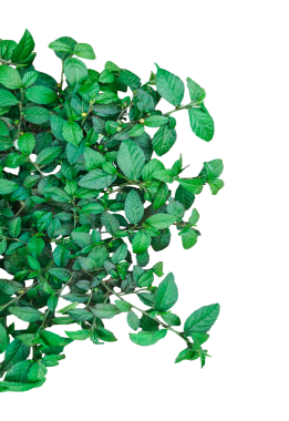 Yaprakları olan bir bitki çalısı png, ağaçta yetişen yeşil bir bitki, png arka planında yaprakları izole edilmiş yeşil bir sarmaşık,