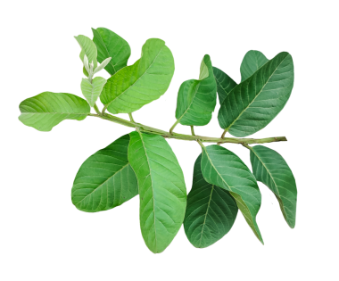 Yapraklı bir dalda yeşil bir yaprak, yeşil bir guava bitkisi.,