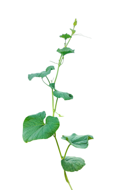 Yeşil kabak ağacı, yaprakları olan yeşil bir bitki, şeffaf bir arka planda yeşil yapraklı bir kabak çiçeği, yeşil yapraklar, yeşil filizlenme, sarmaşık yaprakları izole edilmiş.