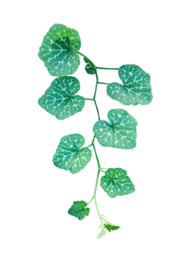 Yaprakları ve dalları olan yeşil bir balkabağı bitkisi, şeffaf arkaplanda yeşil balkabağı yaprakları, kabağı bırakılmış sarmaşığın yakın fotoğrafı, yalıtılmış yapraklar.