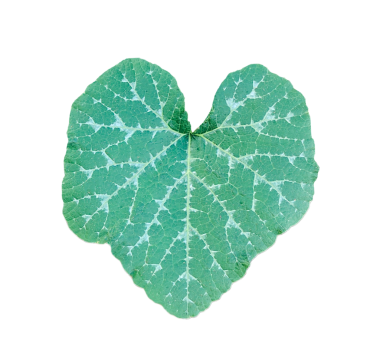 Şeffaf arkaplanda kalp şeklinde yeşil balkabağı yaprağı, balkabağı yapraklarının yakın plan fotoğrafı, kalp şeklinde yeşil yaprak.