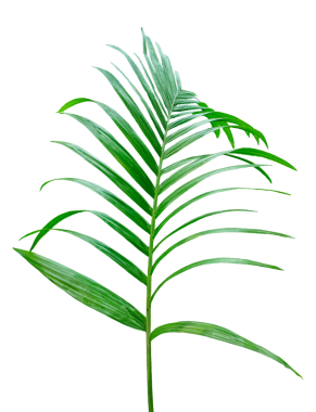 Yeşil bir Betel fındık ağacı dalı izole, şeffaf arkaplanda palmiye yaprağı, beyaz arkaplanda izole edilmiş yeşil palmiye dalı, png arka planda bir Yeşil Betel fındık ağacı dalı,