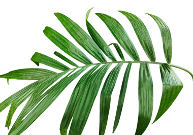 Beyaz arkaplanda tek bir Betel fındık ağacı dalı resmi, palmiye ağacı dalının fotoğrafı, izole edilmiş Betel fındık ağacı dalı, şeffaf arkaplanda palmiye yaprağı, şeffaf palmiye dalı