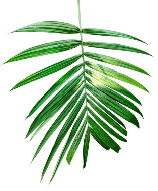 Beyaz arkaplanda tek bir Betel fındık ağacı dalı resmi, palmiye ağacı dalının fotoğrafı, izole edilmiş Betel fındık ağacı dalı, şeffaf arkaplanda palmiye yaprağı, şeffaf palmiye dalı