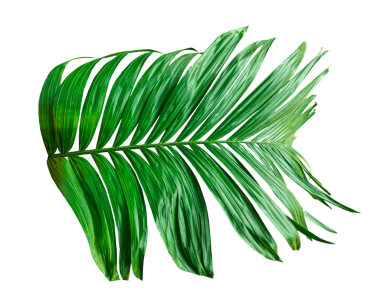 Yeşil bir Betel fındık ağacı dalı izole, şeffaf arkaplanda palmiye yaprağı, beyaz arkaplanda izole edilmiş yeşil palmiye dalı, png arka planda bir Yeşil Betel fındık ağacı dalı,