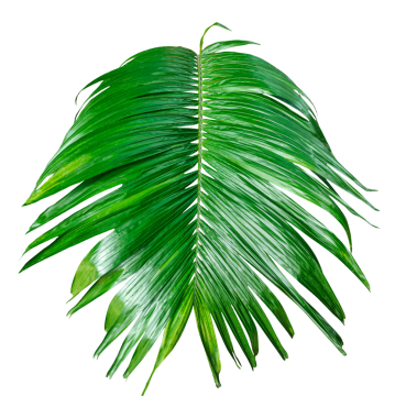 Beyaz arkaplanda tek bir Betel fındık ağacı dalı resmi, palmiye ağacı dalının fotoğrafı, izole edilmiş Betel fındık ağacı dalı, şeffaf arkaplanda palmiye yaprağı, şeffaf palmiye dalı
