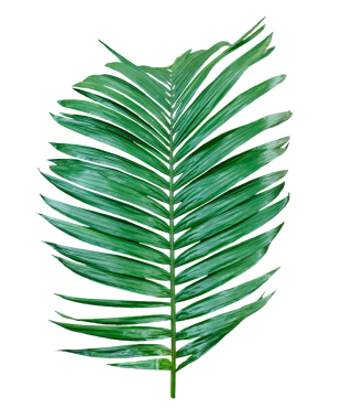 Beyaz arka planda izole edilmiş yeşil palmiye dalı, şeffaf arkaplanda yeşil betel fındık ağacı dalı, şeffaf arkaplanda yaprakları olan bir palmiye ağacı.