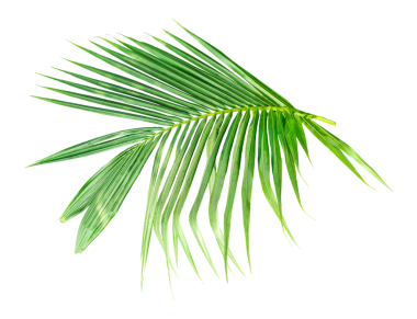 Şeffaf arkaplanda hindistan cevizi ağacı yaprağı, beyaz arkaplanda yalıtılmış palmiye dalı