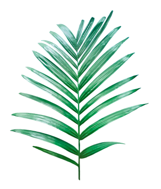 Beyaz arka planda izole edilmiş yeşil palmiye dalı, şeffaf arkaplanda yeşil betel fındık ağacı dalı, şeffaf arkaplanda yaprakları olan bir palmiye ağacı.