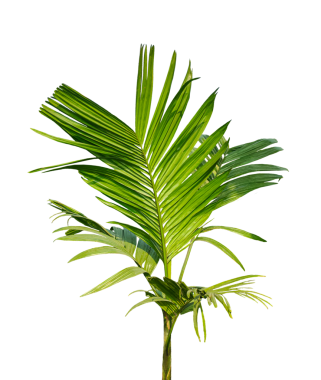 Beyaza izole edilmiş bir Betel fındık ağacı png 'de yeşil Betel fındık ağacı yaprağı şeffaf arka planda palmiye ağacı bitkisi.