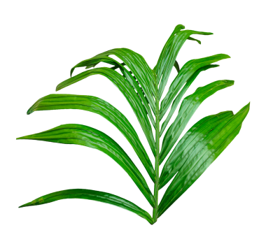 Beyaz arkaplanda tek bir Betel fındık ağacı dalı resmi, palmiye ağacı dalının fotoğrafı, izole edilmiş Betel fındık ağacı dalı, şeffaf arkaplanda palmiye yaprağı, şeffaf palmiye dalı