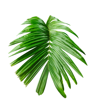 Beyaz arka planda izole edilmiş yeşil palmiye dalı, şeffaf arkaplanda yeşil betel fındık ağacı dalı, şeffaf arkaplanda yaprakları olan bir palmiye ağacı.