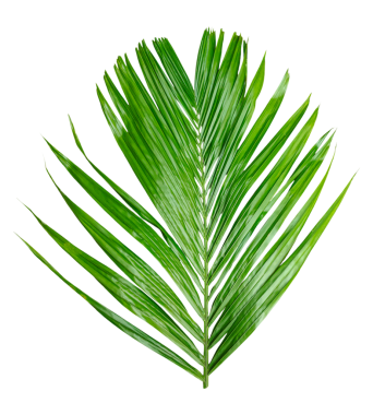 Beyaz arka planda izole edilmiş yeşil palmiye dalı, şeffaf arkaplanda yeşil betel fındık ağacı dalı, şeffaf arkaplanda yaprakları olan bir palmiye ağacı.