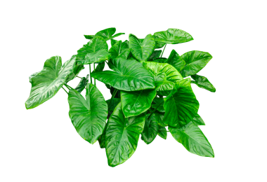 Şeffaf arkaplanda tropikal bitkiler, şeffaf bir arka planda yeşil yaprak maketi, doğal güzelliğin Stark png arka planına karşı gür yeşil tropikal yeşillik. 