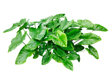 Şeffaf arkaplanda tropikal bitkiler, şeffaf bir arka planda yeşil yaprak maketi, doğal güzelliğin Stark png arka planına karşı gür yeşil tropikal yeşillik. 