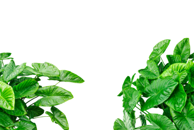 Şeffaf arkaplanda tropikal bitkiler, şeffaf bir arka planda yeşil yaprak maketi, doğal güzelliğin Stark png arka planına karşı gür yeşil tropikal yeşillik. 