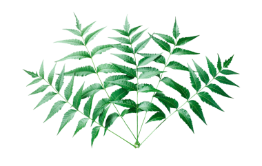 Neem Leaves 'in Ayrıntılı Yakın Çekimi, Görüntü, her biri merkezi gövde boyunca zıt bir şekilde dizilmiş birden fazla broşür içeren üç Neem yaprağının yakın görüntüsünü gösterir,