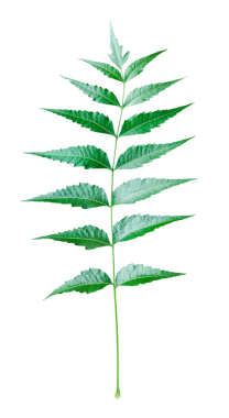 Şeffaf bir zemin üzerinde yeşil bir neem ağacı yaprağı, Neem Yaprağı 'nın Enfes Yakın Çekimi Uzatılmış, Tırtıklı Azadirachta Indica broşürlerinin Ayrıntılı Görünümü,