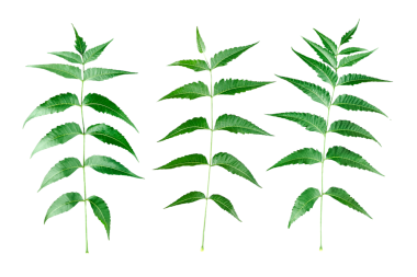 Şeffaf arkaplanda bir neem ağacı yeşil yaprakları seti, Neem Yaprakları 'nın simetrik düzenleme ve Azadirachta çivit yapraklarının tırtıklı kenarlarını vurgulayan üç detaylı botanik fotoğrafı