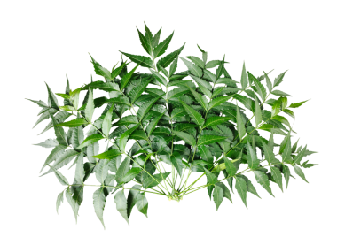 Beyaz arka planda yeşil bir Neem ağaç dalı bitkisi. Vibrant Neem Yaprakları 'nın Yakın plan Çekimi Pinnate Deseni ve Tırtıklı Kenarları