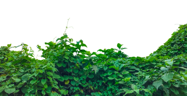 Duvarda sarmaşık, yeşil çimen dokusu, yeşil bitkiler arka planda yeşil çimen arka planda, yamaçta ağaçsız bitkiler, yemyeşil yapraklar duvarda