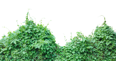 Şeffaf bir arka planda yeşil bitki çalılığı, taze yeşil çimen, maydanoz demeti, png arka planda taze otlar, yemyeşil çit,