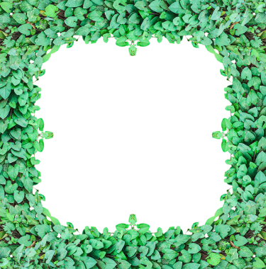 yeşil yapraklı çerçeve, şeffaf arkaplanda yeşil sarmaşık yaprakları, Yeşil Yaprak Çerçevesi, yeşil ağaç çerçevesi, şeffaf bir bitki, 