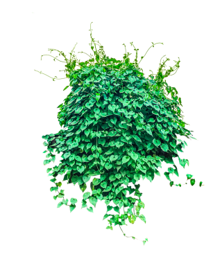 Beyaz üzerine izole edilmiş yeşil ağaç, arka planda yeşil bir bitki, Lush Green Vine, Lush Green Ivy Wall, 