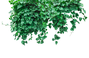 Ağaçtan sarkan yeşil bir bitki, yeşil sarmaşık, yaprakları sarkan bir asma, yeşil sarmaşık sarmaşığı sınırı, sarkan yeşil yapraklar...