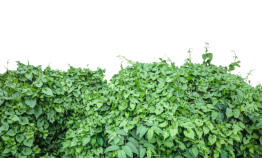 Duvarda sarmaşık, yeşil çimen dokusu, yeşil bitkiler arka planda yeşil çimen arka planda, yamaçta ağaçsız bitkiler, yemyeşil yapraklar duvarda