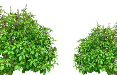 Beyaz arka planda yeşil çimenler, üzerinde yapraklar olan iki yeşil bitki, taze fesleğen çalıları çerçevesi, 