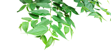 Ağaç dallı yeşil yapraklar, dallı yeşil yapraklar, Yeşil Yapraklar Şubesi, 