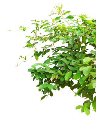 Şeffaf arka planda yeşil bitki, yeşil bitki çerçevesi, ağaç gövdesinde büyüyen yeşil bitki, yeşil çimenler izole edilmiş çerçeve, şeffaf bir arkaplanda bir demet yaprak, 